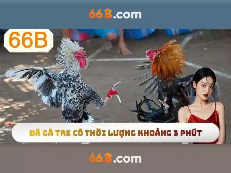 66B là gì\n