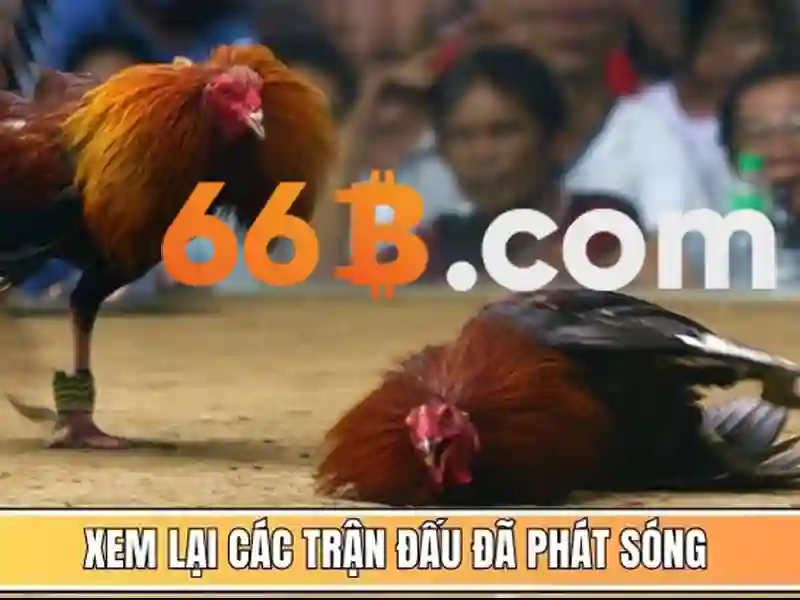 66b cập nhật – Tổng quan chủ đề và giá trị cốt lõi